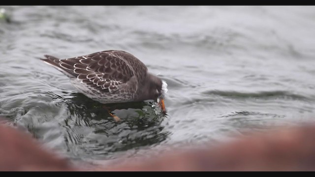 Purple Sandpiper - ML390247361