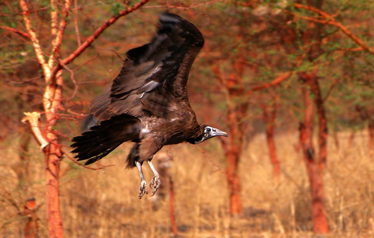 Hooded Vulture - ML390247731