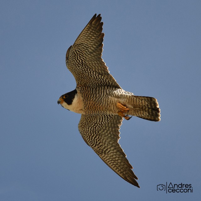 Peregrine Falcon - ML390248601