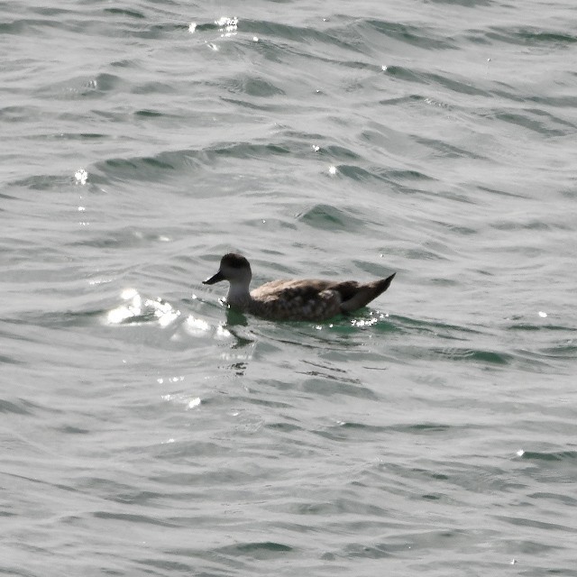 Crested Duck - ML390248691