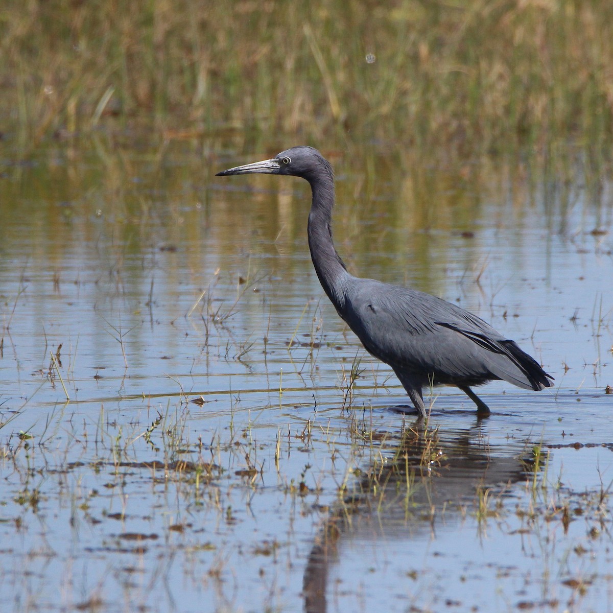 Little Blue Heron - ML390250451