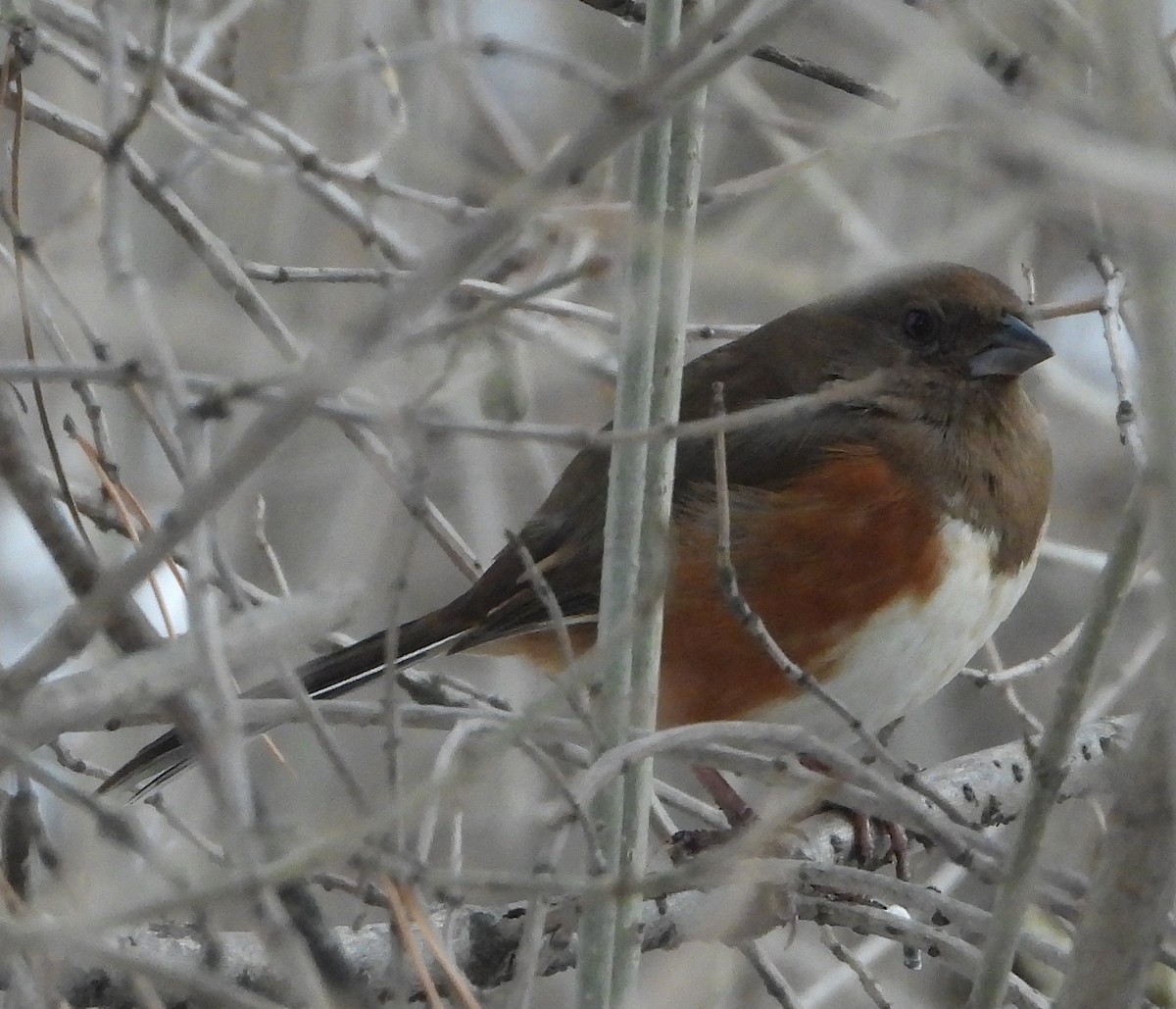 Eastern Towhee - ML390253111