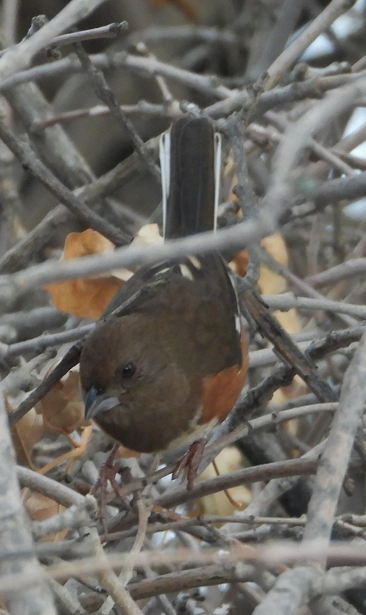 Eastern Towhee - ML390253191