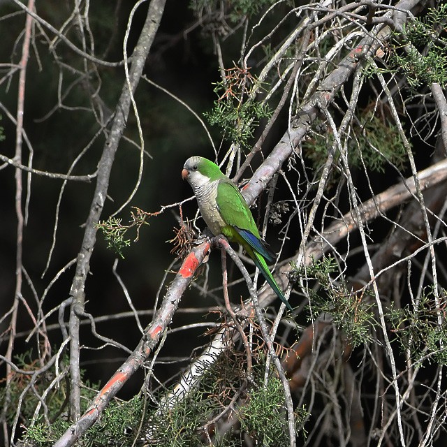 Monk Parakeet - ML390258001