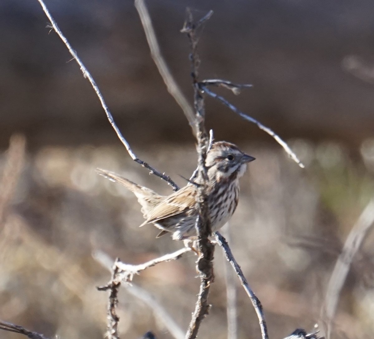 Song Sparrow - ML390258411