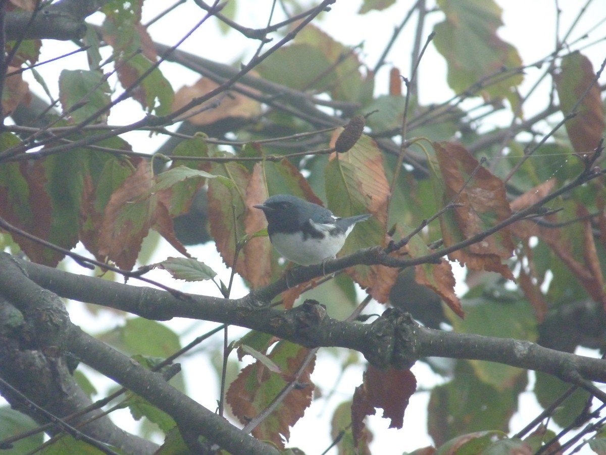 Black-throated Blue Warbler - ML390260531