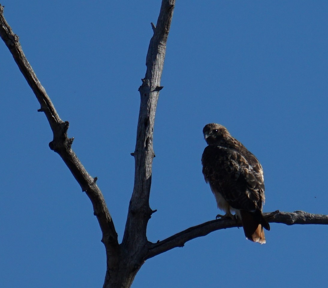 Red-tailed Hawk - ML390260641