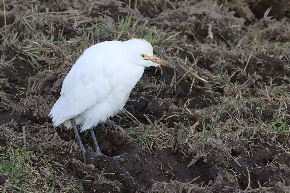 Western Cattle Egret - ML390261711