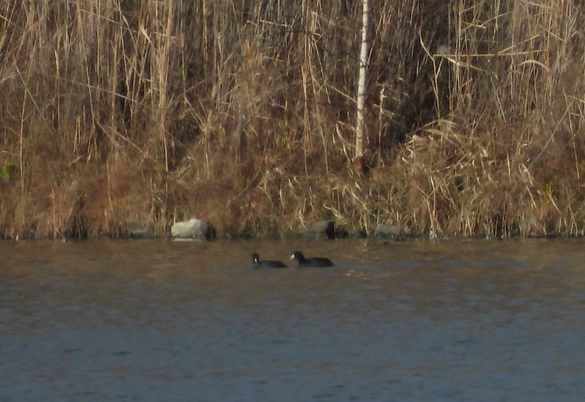 American Coot - ML390264191