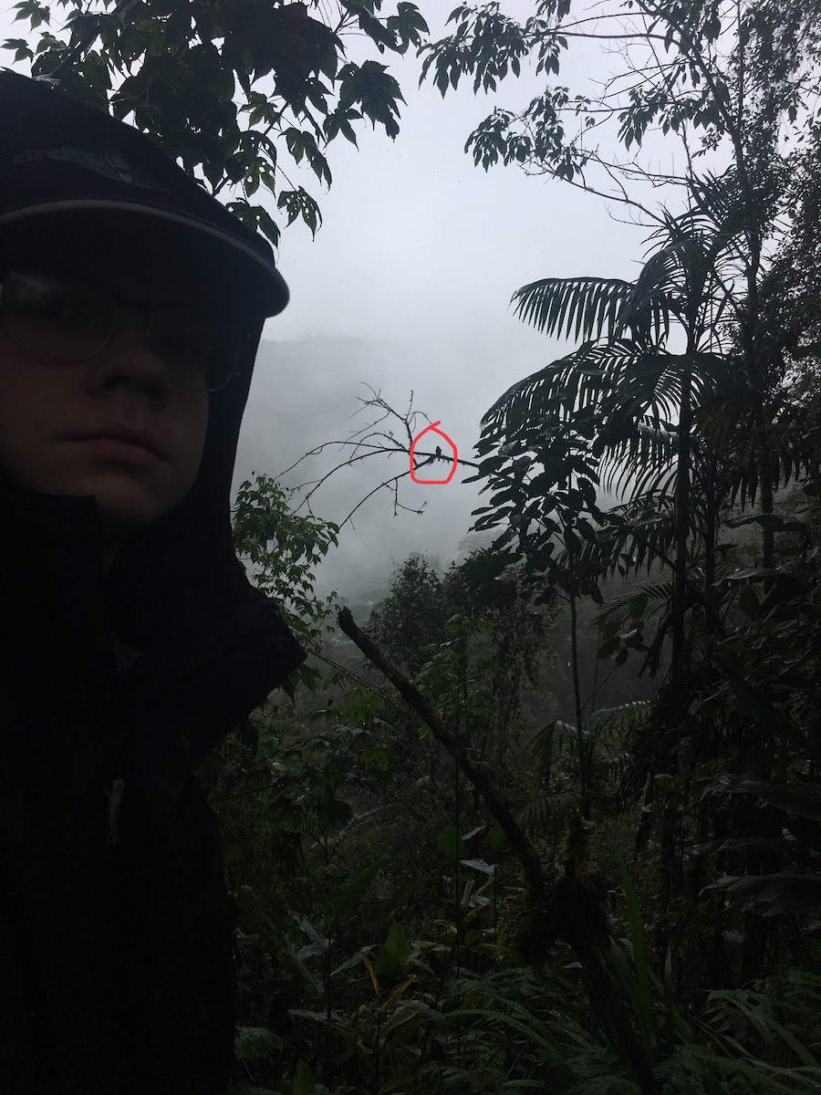 Smoke-colored Pewee - ML390266701