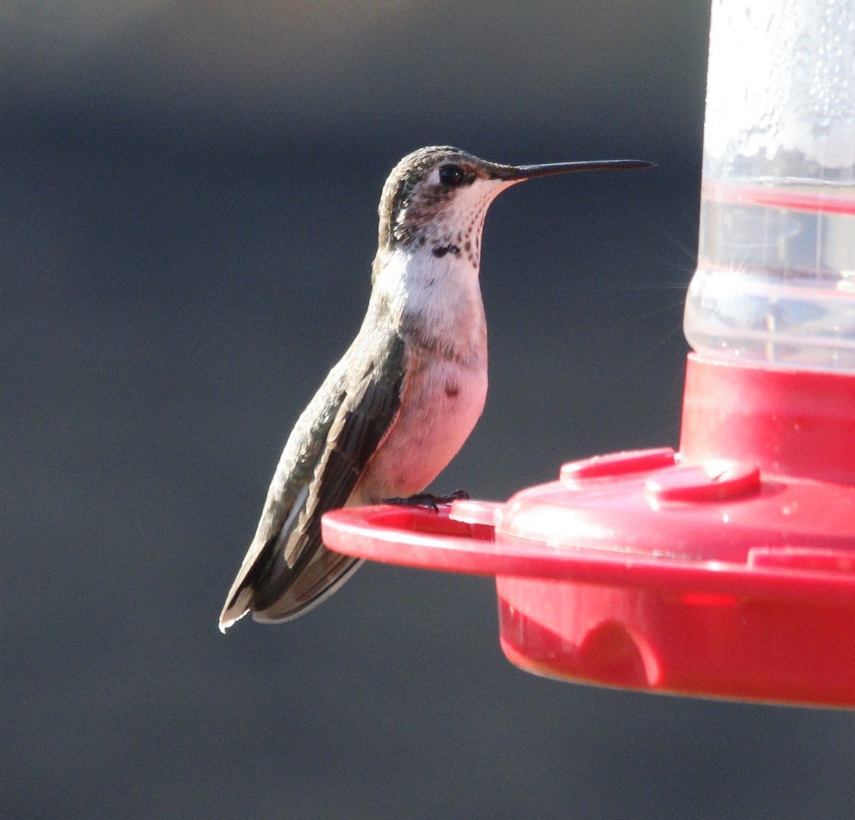 Black-chinned Hummingbird - Becky Lutz