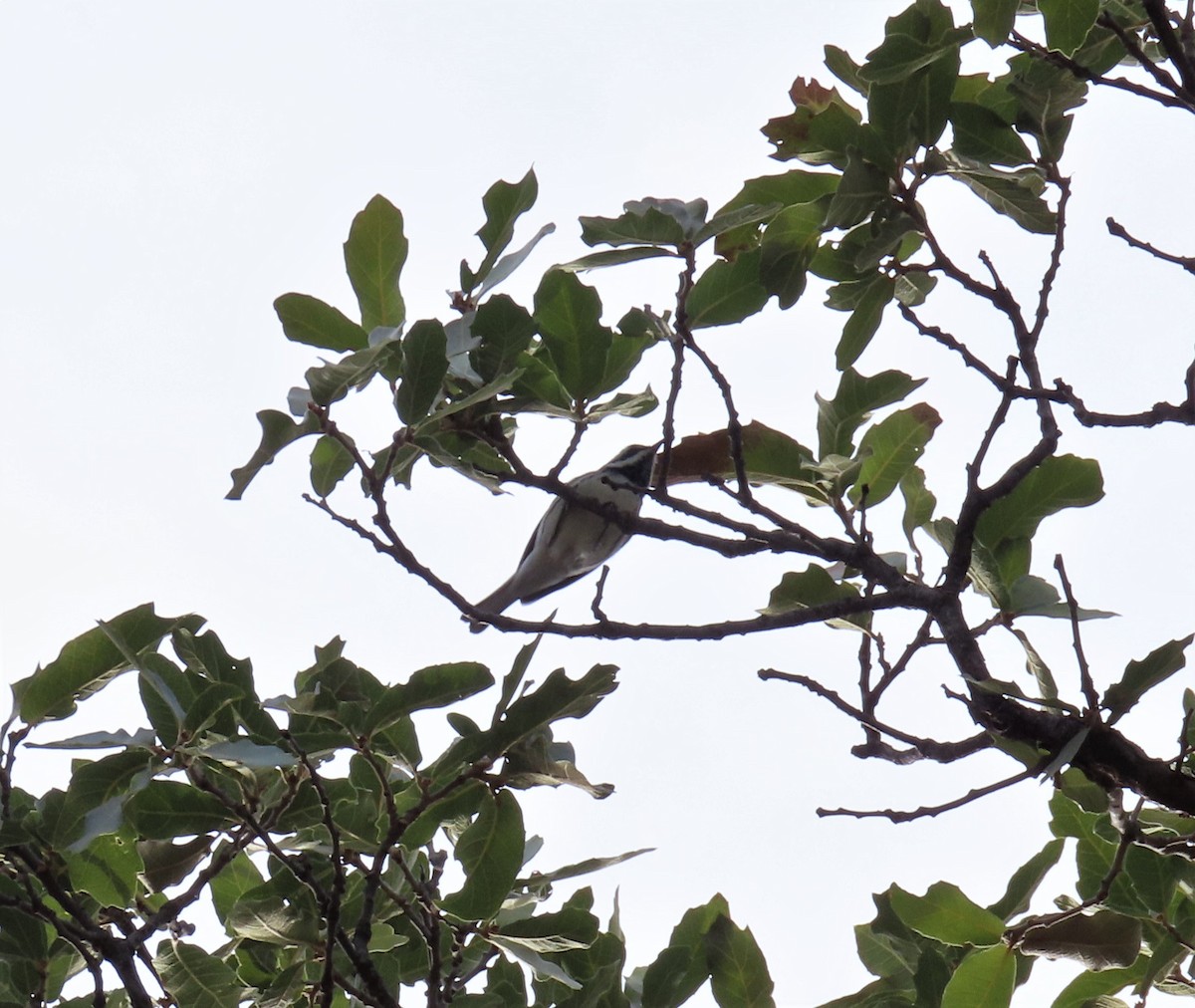 Black-throated Gray Warbler - ML390268971