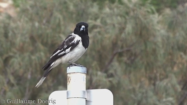 Pied Butcherbird - ML390270211