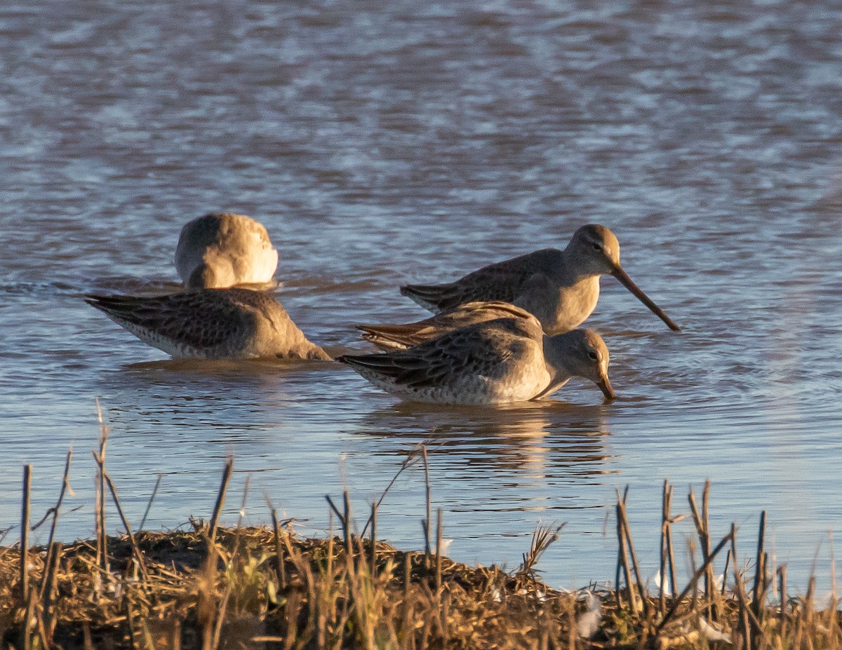 Long-billed Dowitcher - ML390271131