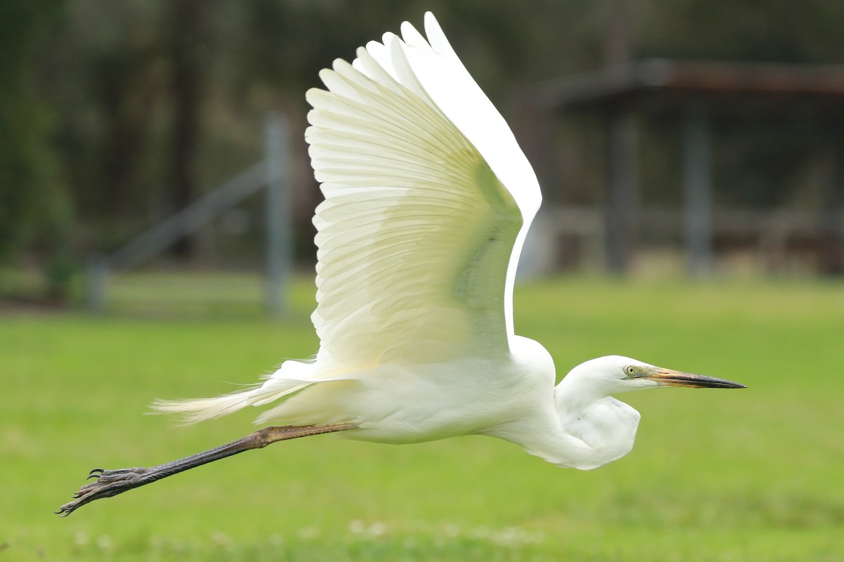 Great Egret - ML390271231