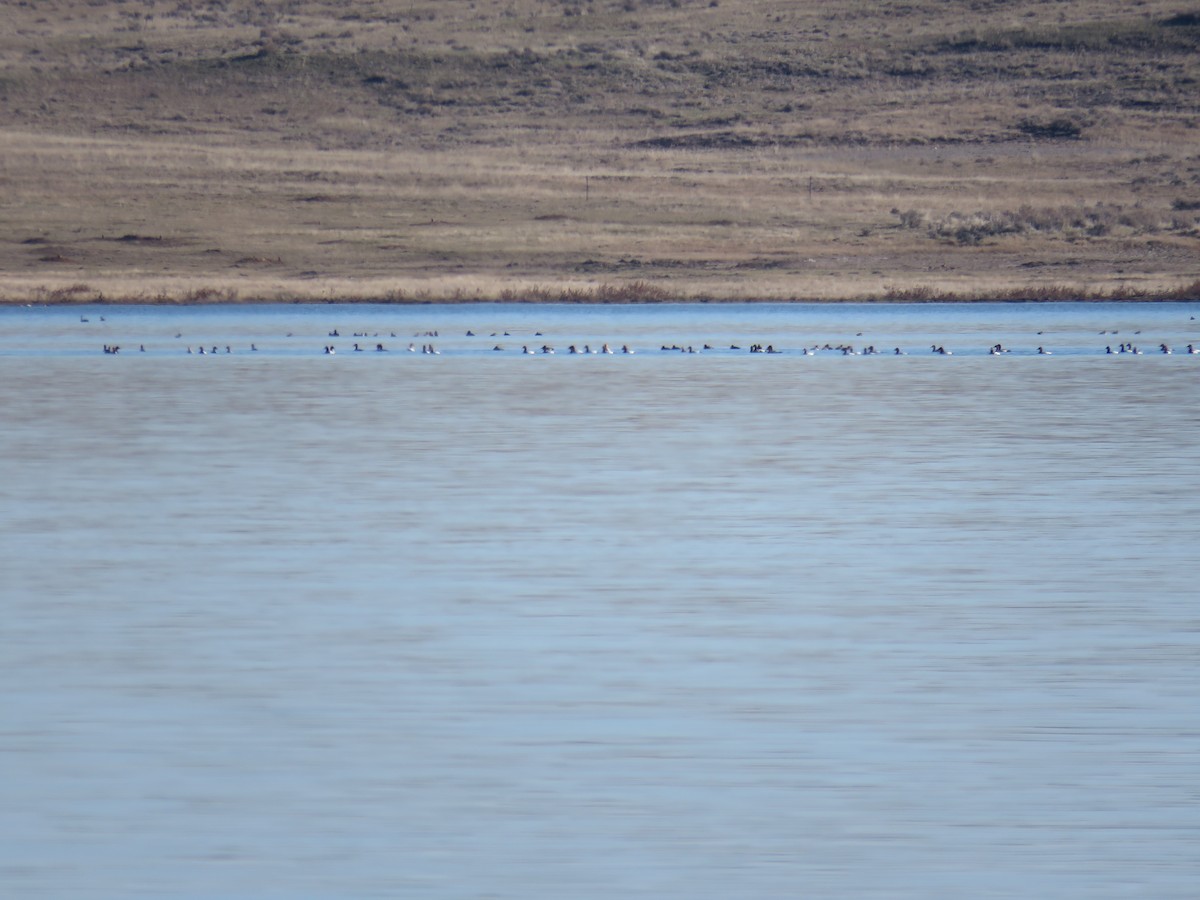 Canvasback - ML39027191