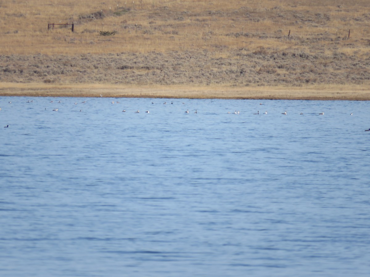 Western Grebe - ML39027211