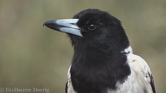 Pied Butcherbird - ML390272111