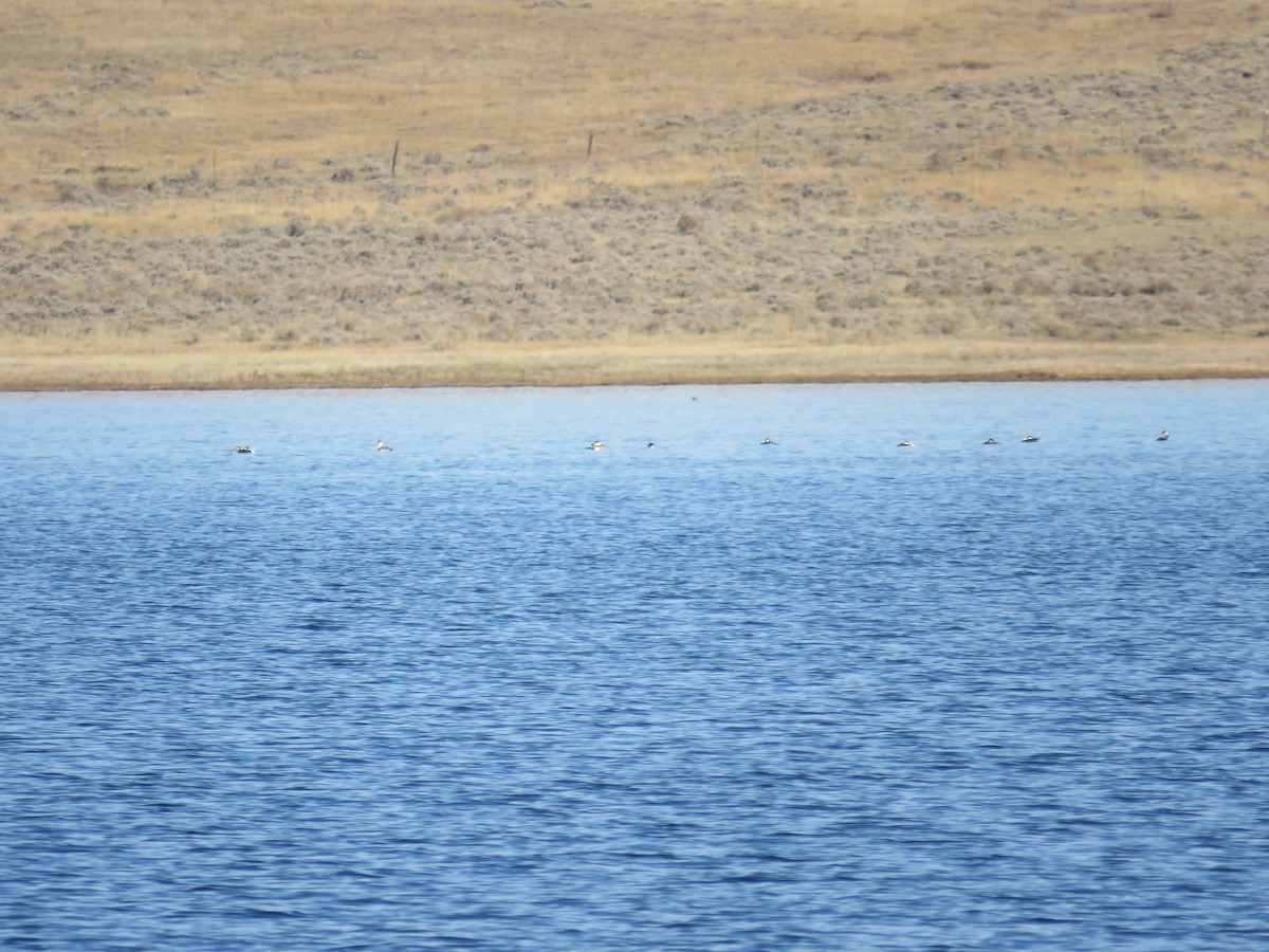 Western Grebe - ML39027221