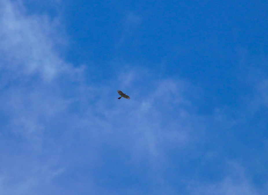 Sharp-shinned Hawk - Paul Heveran