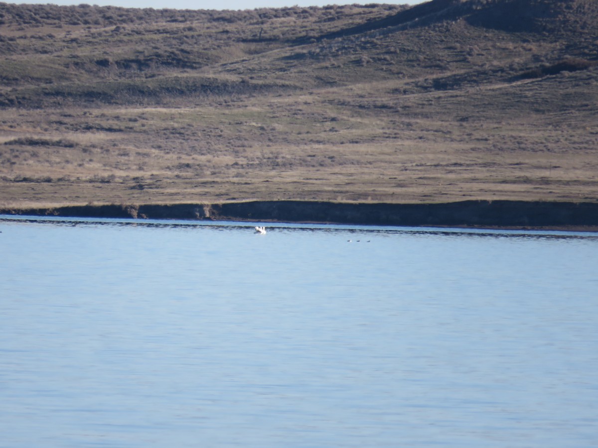 American White Pelican - ML39027241