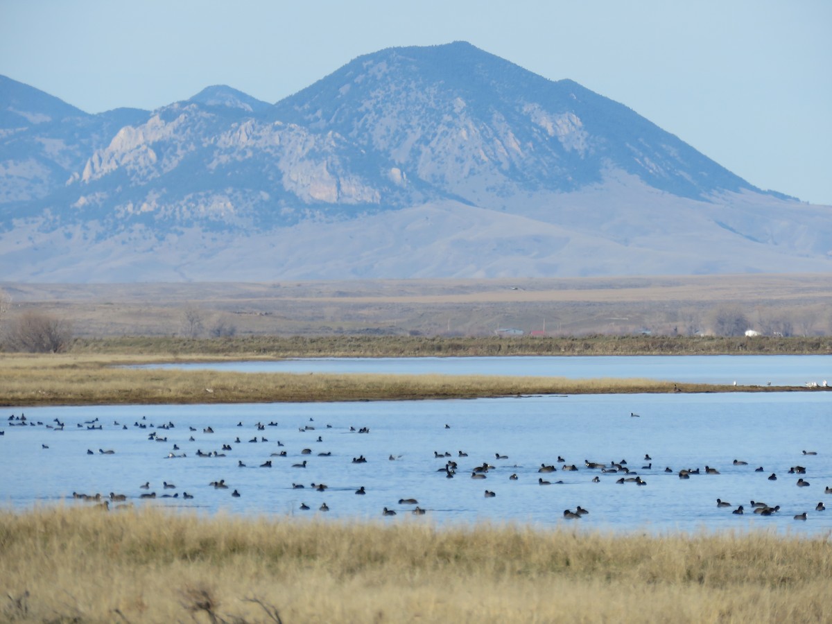 American Coot - ML39027261