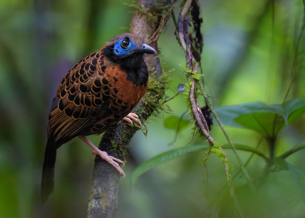 Ocellated Antbird - ML390272721