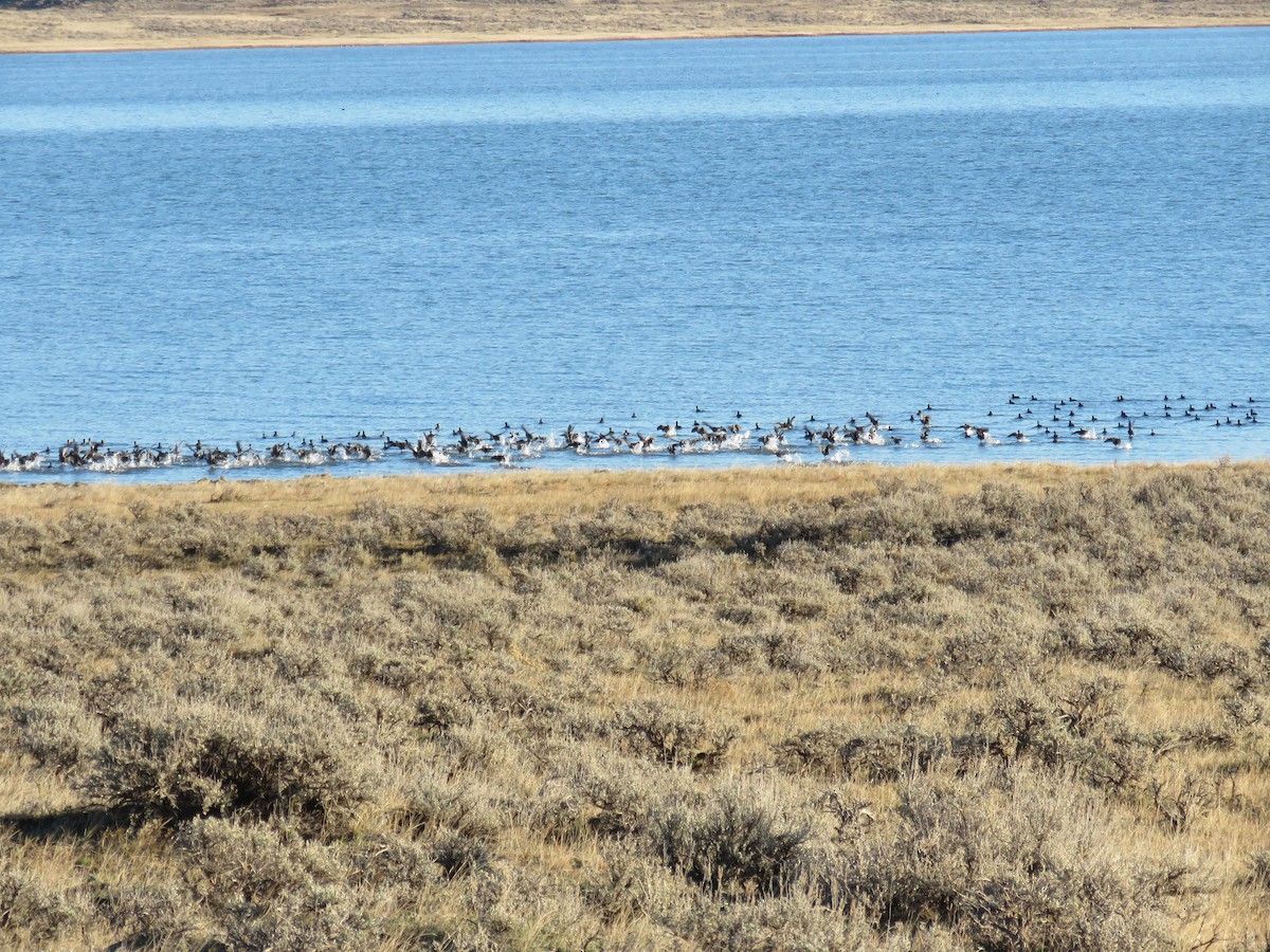 American Coot - Kate Stone