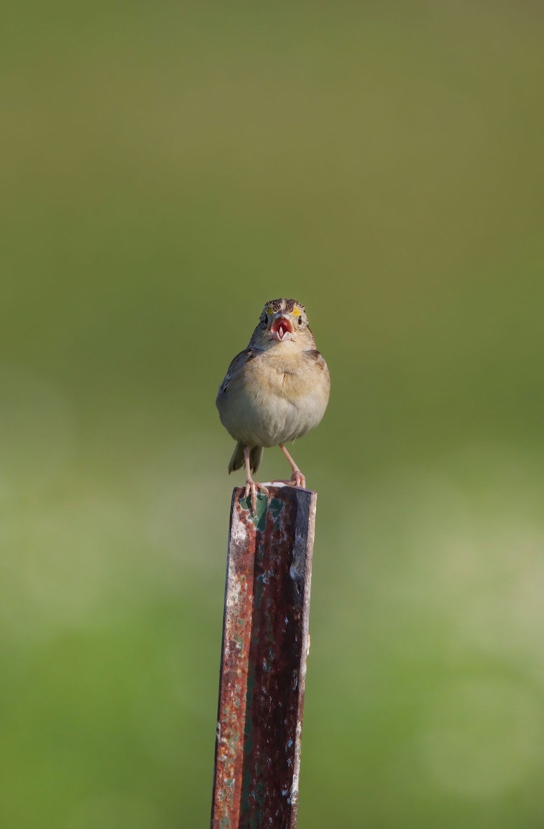 Grasshopper Sparrow - ML390275711