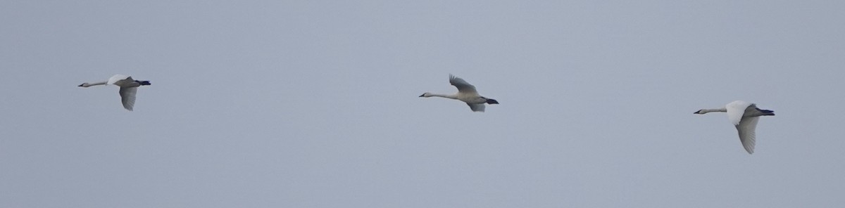 Tundra Swan - ML390276411