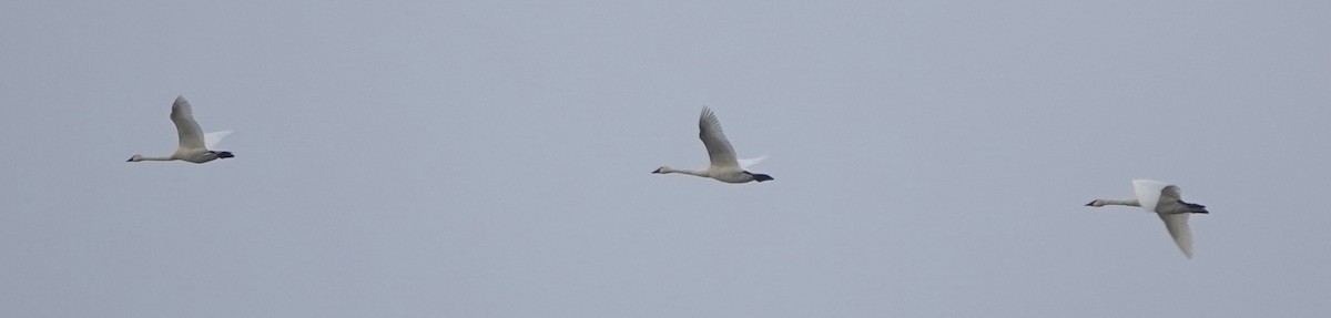 Tundra Swan - ML390276421