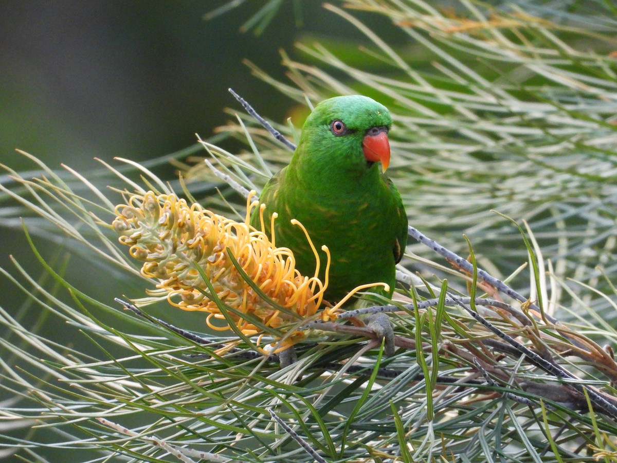 Scaly-breasted Lorikeet - Jack Morgan