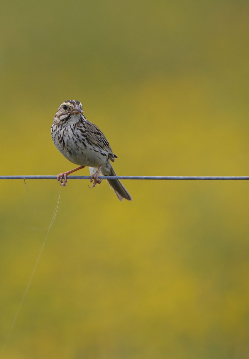 Savannah Sparrow - ML390280941