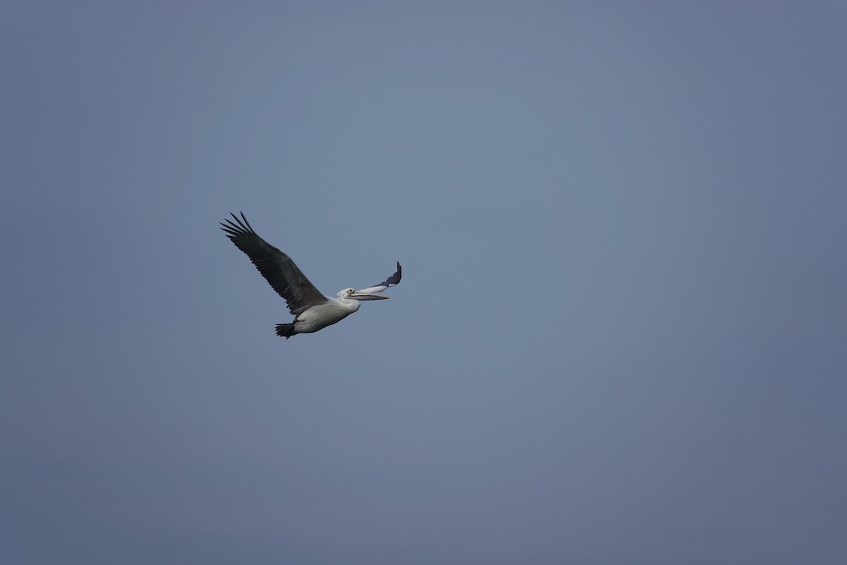 Spot-billed Pelican - ML390282361
