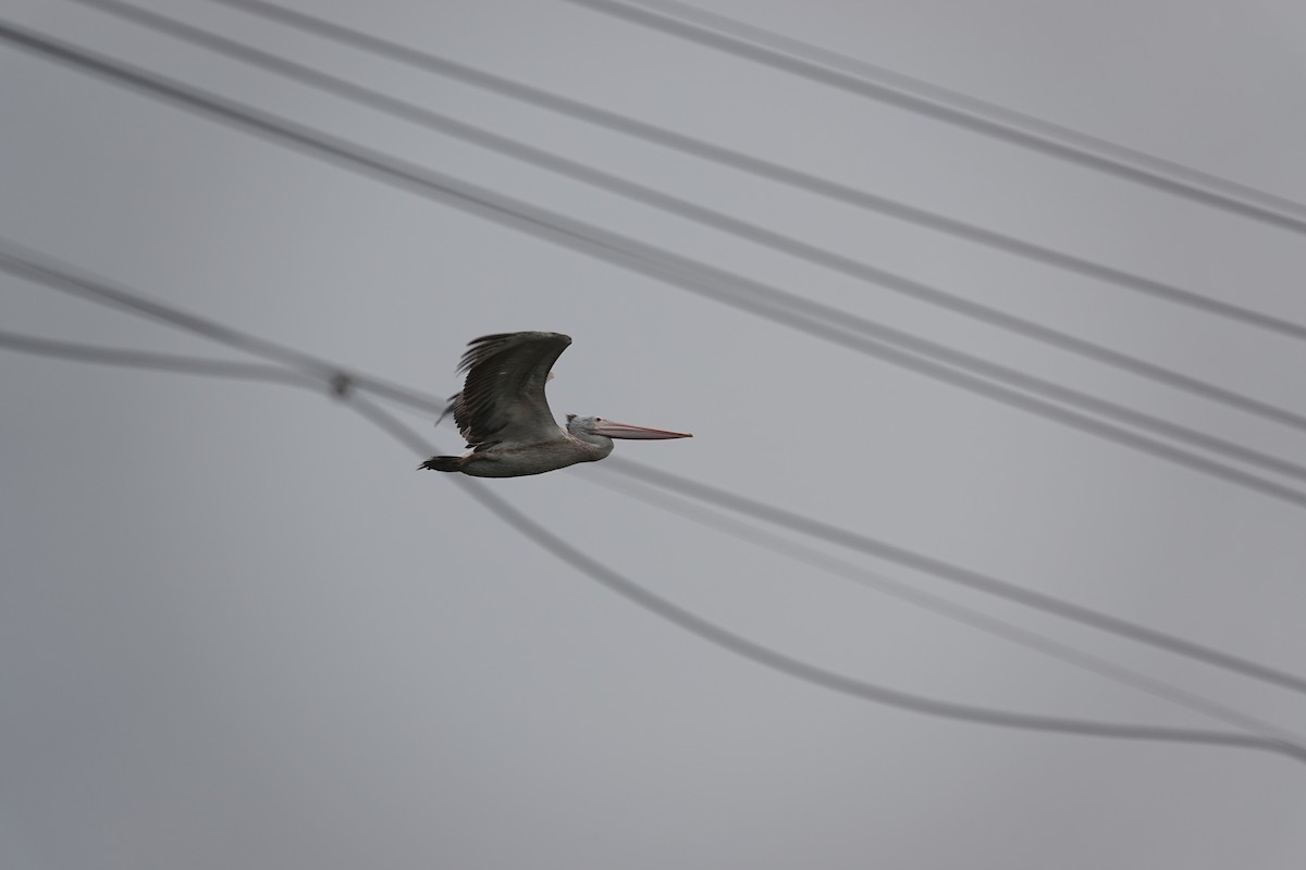 Spot-billed Pelican - ML390282371