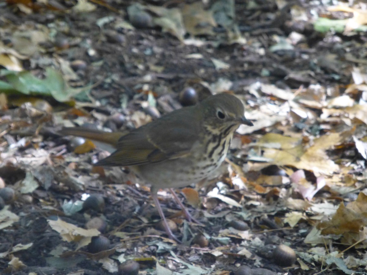 Hermit Thrush - ML39028241