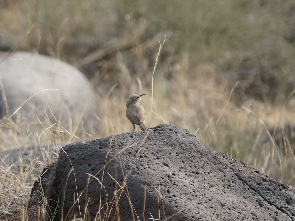 Canyon Wren - ML390282521