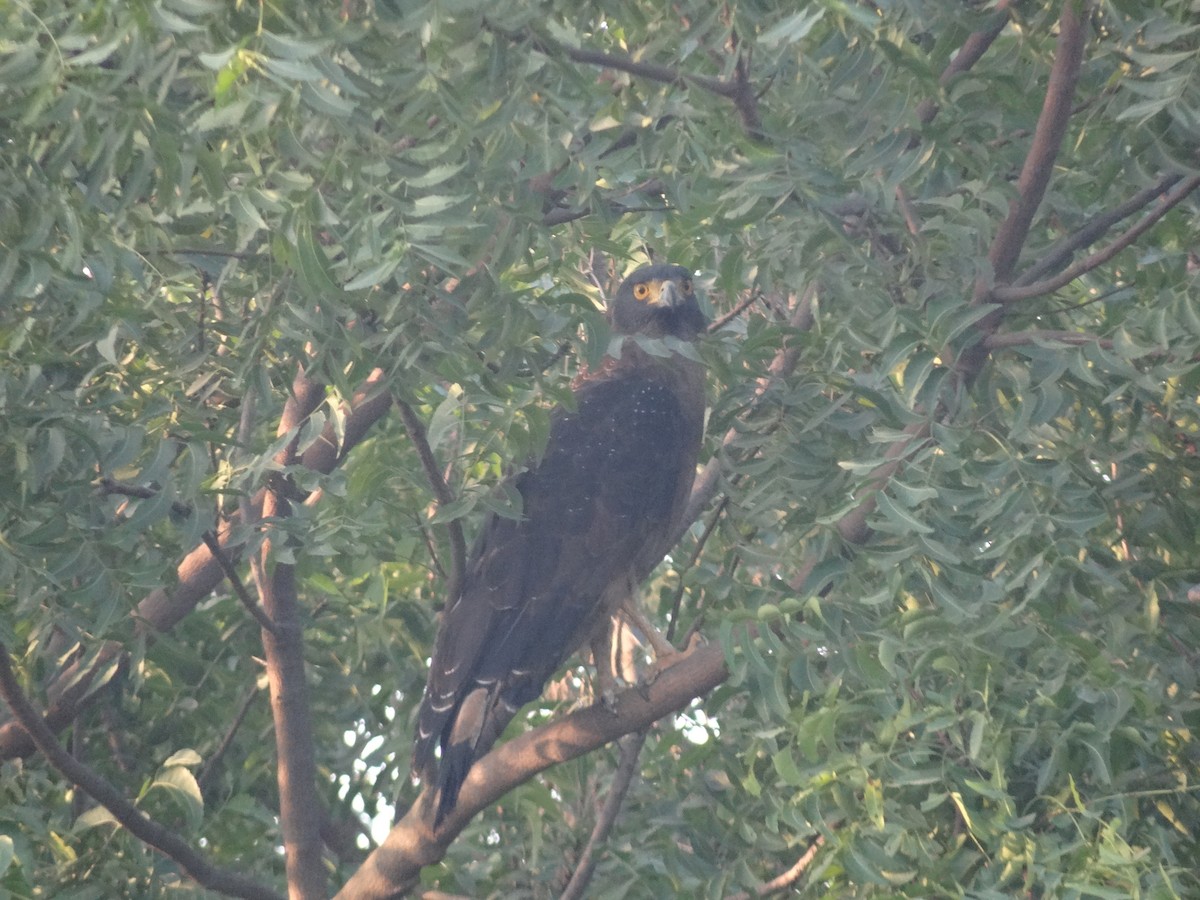 Crested Serpent-Eagle - ML390282821
