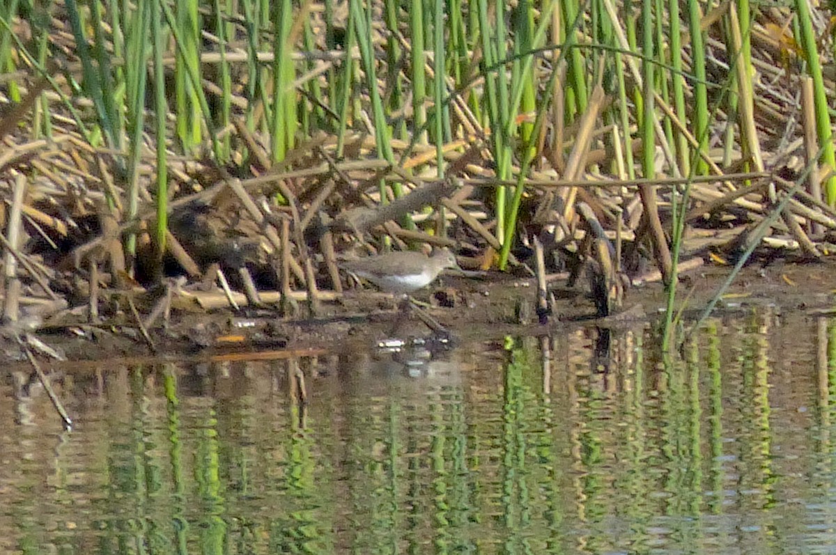 Solitary Sandpiper - ML390283991