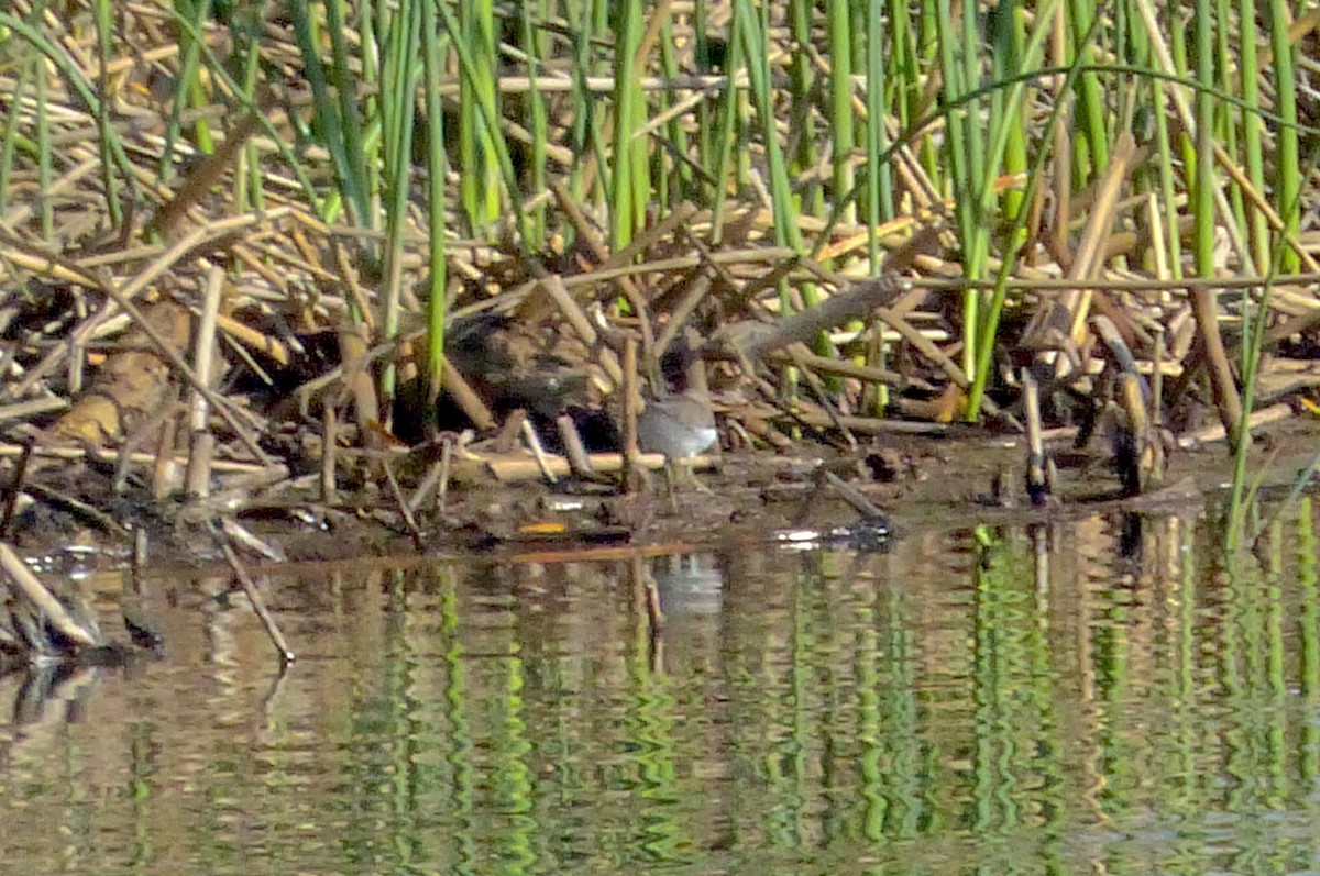 Solitary Sandpiper - ML390284101