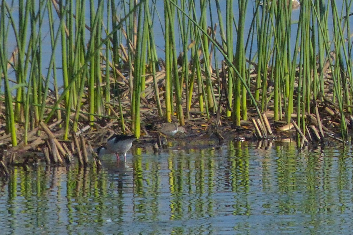 Solitary Sandpiper - ML390284261