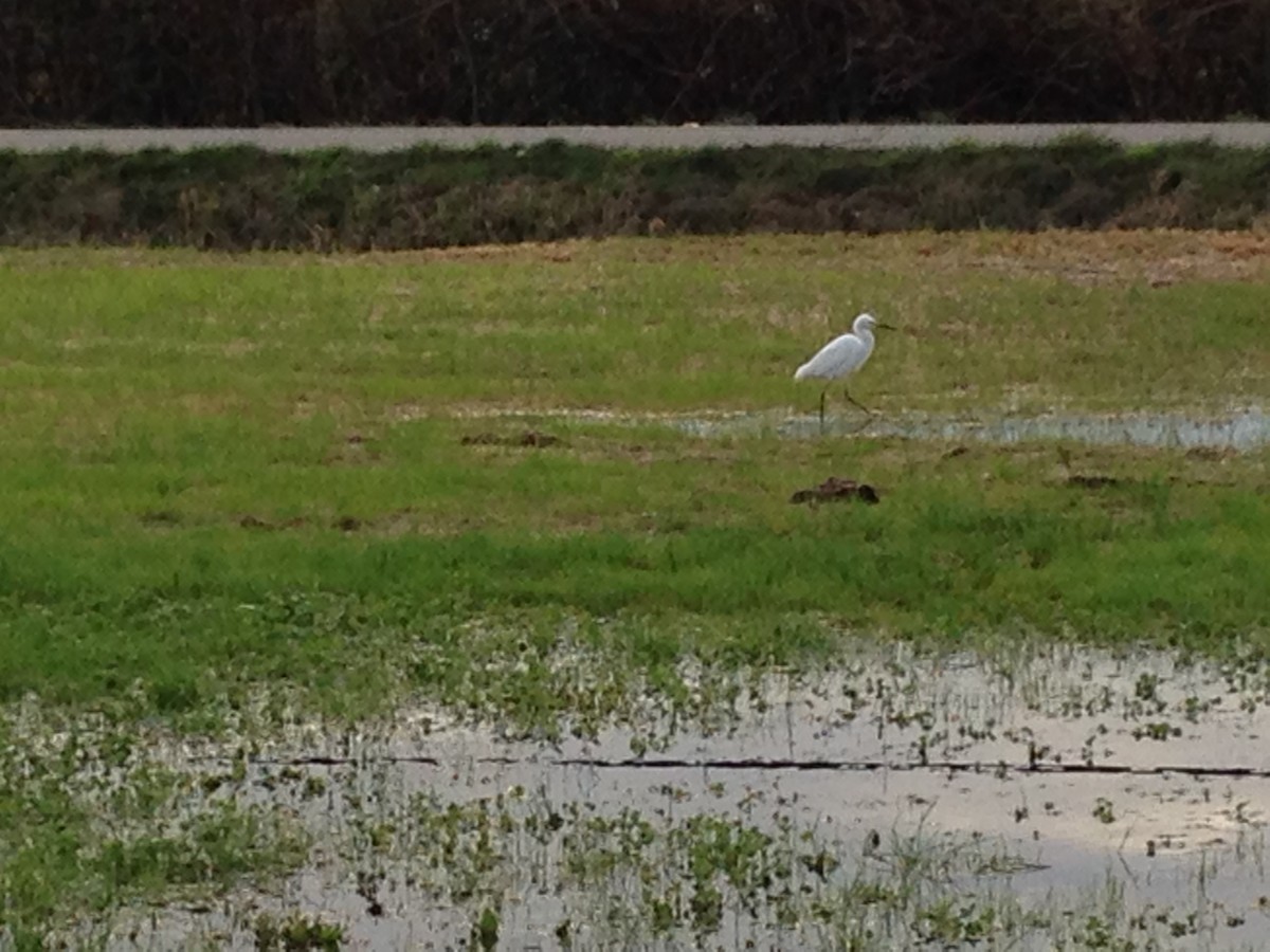 Snowy Egret - ML39028511