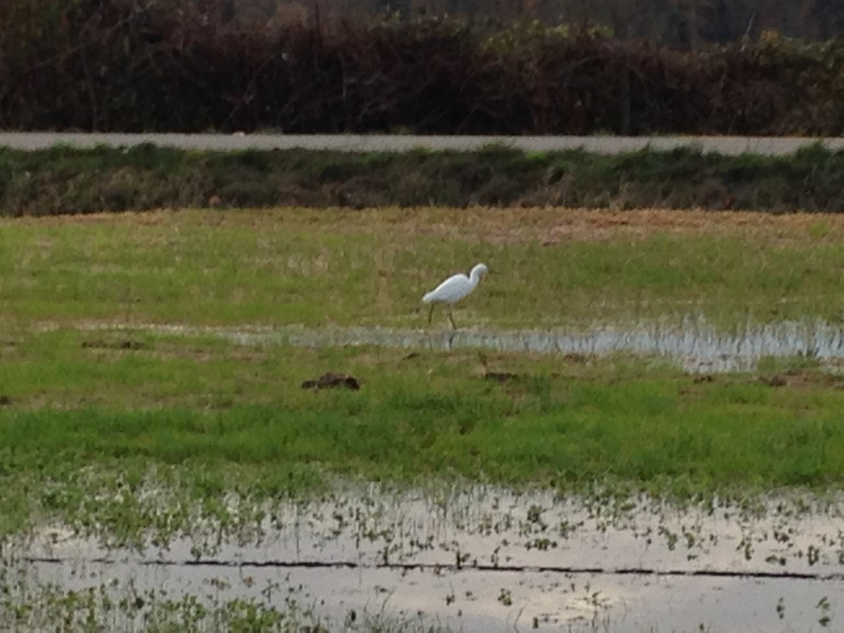 Snowy Egret - ML39028531