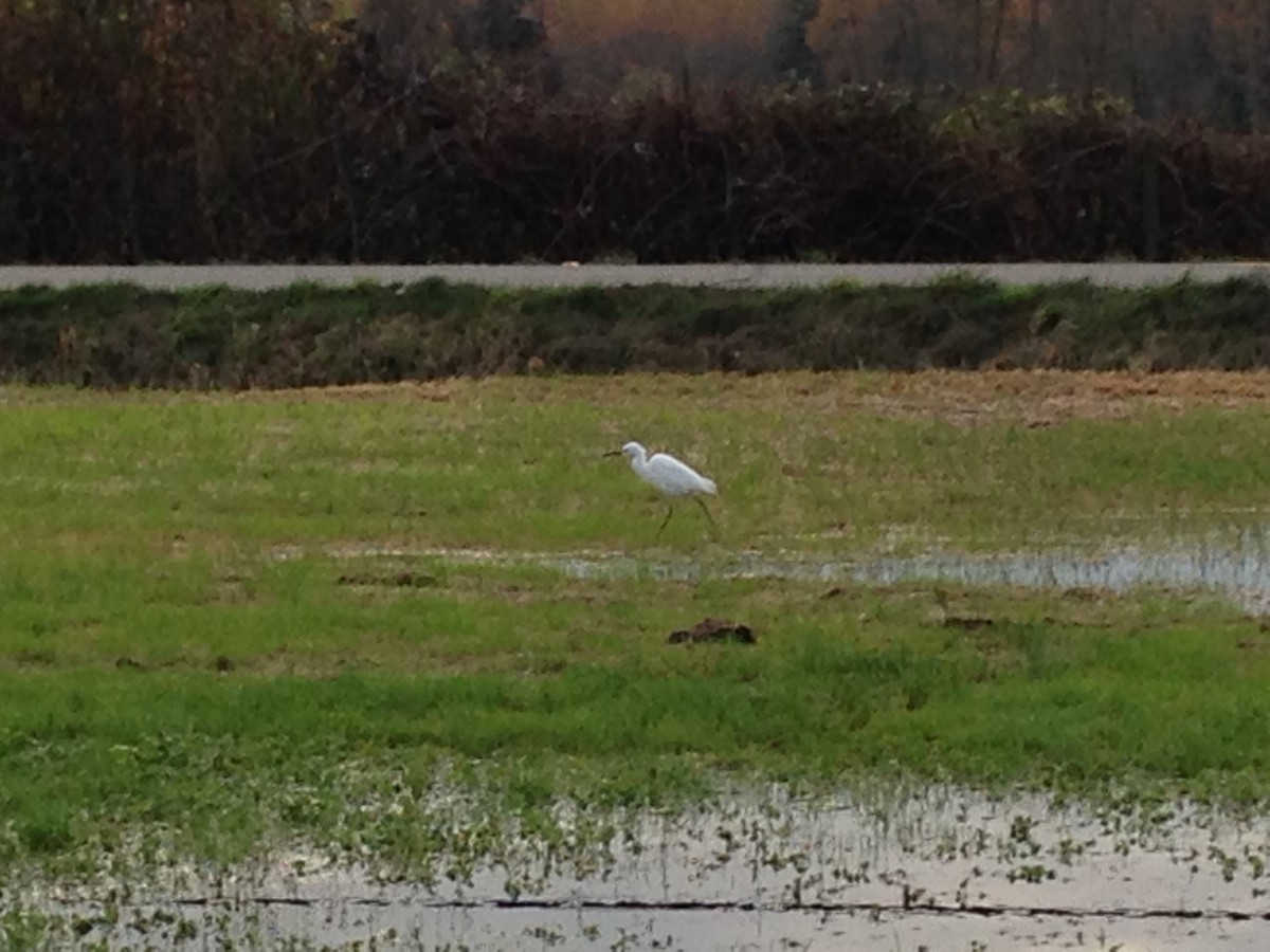 Snowy Egret - ML39028551