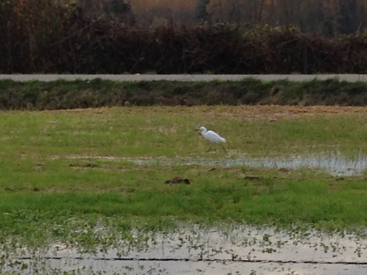 Snowy Egret - ML39028561