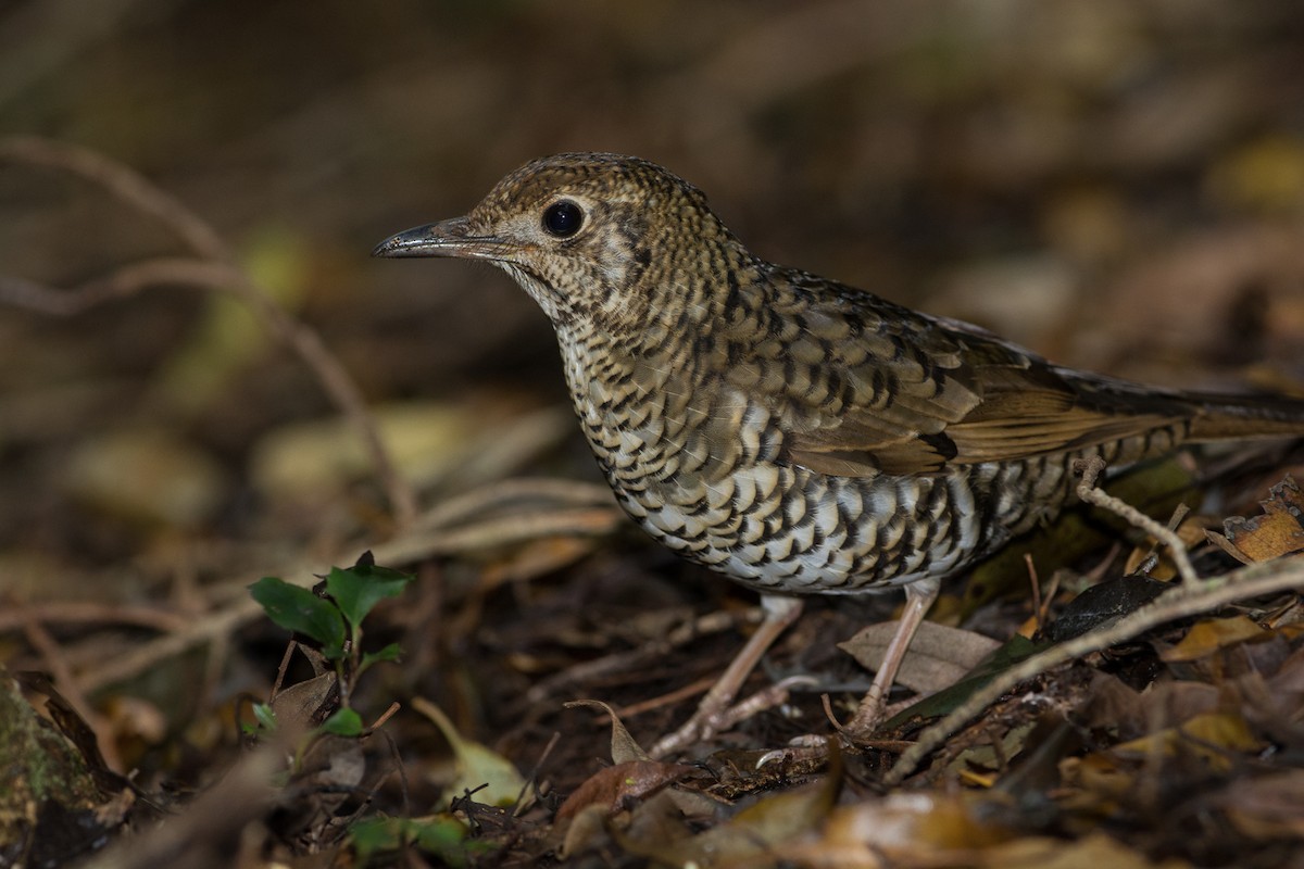 Bassian Thrush - John  Van Doorn