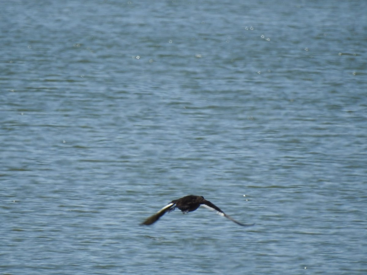 White-winged Scoter - ML390286991