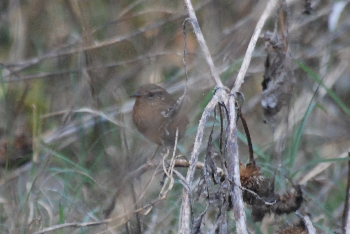 Pacific Wren - ML390287121