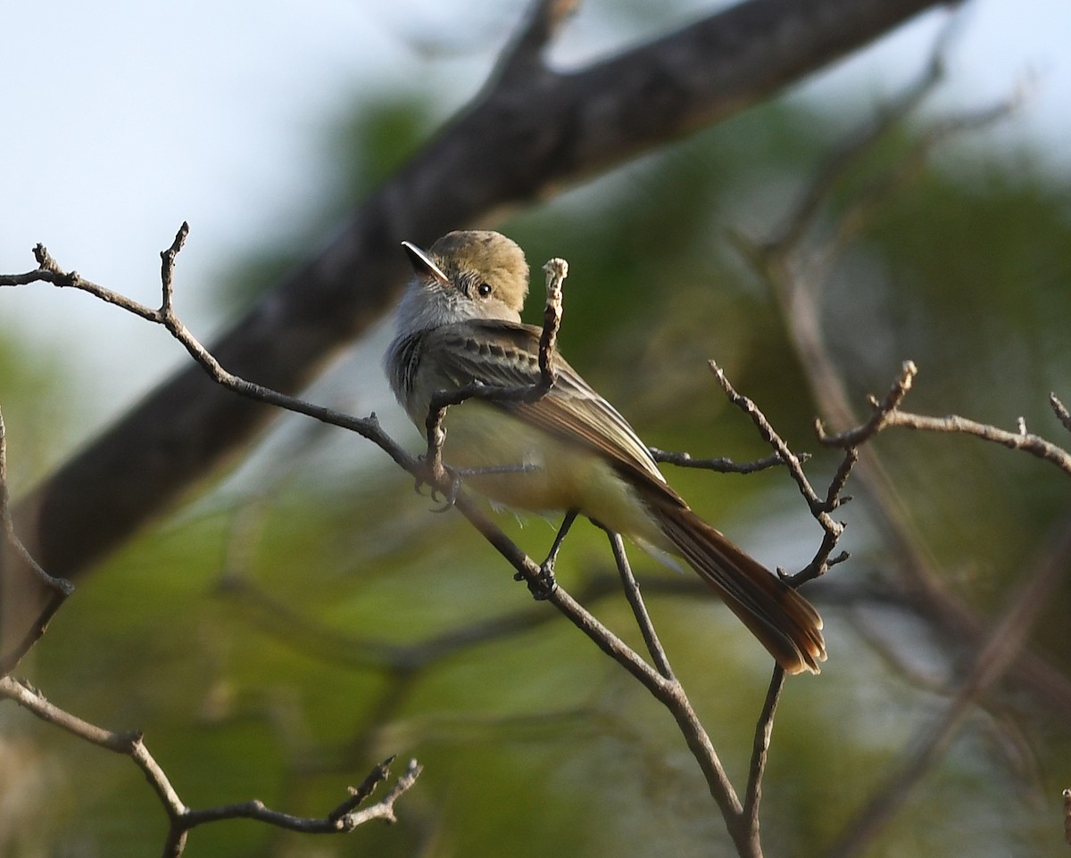 Nutting's Flycatcher - ML390288261