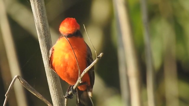 Vermilion Flycatcher - ML390288291